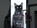 YouTube Shorts Maine Coon Video Thumbnail