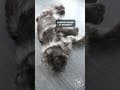 YouTube Shorts Maine Coon Video Thumbnail