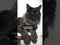 YouTube Shorts Maine Coon Video Thumbnail