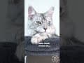 YouTube Shorts Maine Coon Video Thumbnail