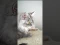 YouTube Shorts Maine Coon Video Thumbnail