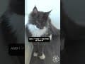 YouTube Shorts Maine Coon Video Thumbnail