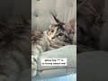 YouTube Shorts Maine Coon Video Thumbnail