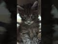 YouTube Shorts Maine Coon Video Thumbnail