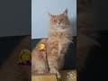 YouTube Shorts Maine Coon Video Thumbnail