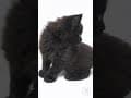 YouTube Shorts Maine Coon Video Thumbnail