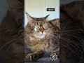 YouTube Shorts Maine Coon Video Thumbnail