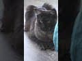 YouTube Shorts Maine Coon Video Thumbnail