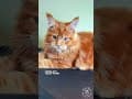 YouTube Shorts Maine Coon Video Thumbnail