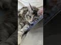 YouTube Shorts Maine Coon Video Thumbnail