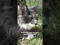 YouTube Shorts Maine Coon Video Thumbnail