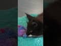 YouTube Shorts Maine Coon Video Thumbnail