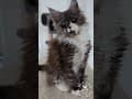 YouTube Shorts Maine Coon Video Thumbnail