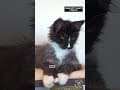 YouTube Shorts Maine Coon Video Thumbnail