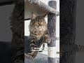 YouTube Shorts Maine Coon Video Thumbnail