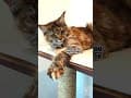 YouTube Shorts Maine Coon Video Thumbnail