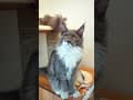 YouTube Shorts Maine Coon Video Thumbnail