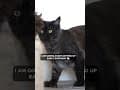 YouTube Shorts Maine Coon Video Thumbnail