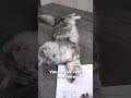 YouTube Shorts Maine Coon Video Thumbnail