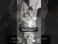 YouTube Shorts Maine Coon Video Thumbnail