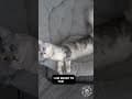 YouTube Shorts Maine Coon Video Thumbnail