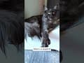 YouTube Shorts Maine Coon Video Thumbnail