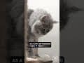 YouTube Shorts Maine Coon Video Thumbnail