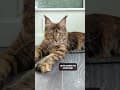 YouTube Shorts Maine Coon Video Thumbnail