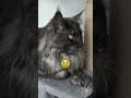 YouTube Shorts Maine Coon Video Thumbnail