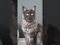 YouTube Shorts Maine Coon Video Thumbnail