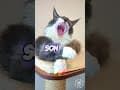 YouTube Shorts Maine Coon Video Thumbnail