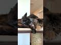 YouTube Shorts Maine Coon Video Thumbnail