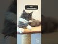 YouTube Shorts Maine Coon Video Thumbnail