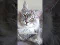 YouTube Shorts Maine Coon Video Thumbnail