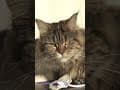 YouTube Shorts Maine Coon Video Thumbnail