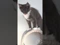 YouTube Shorts Maine Coon Video Thumbnail