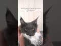 YouTube Shorts Maine Coon Video Thumbnail