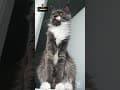 YouTube Shorts Maine Coon Video Thumbnail