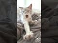 YouTube Shorts Maine Coon Video Thumbnail