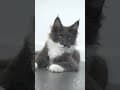 YouTube Shorts Maine Coon Video Thumbnail