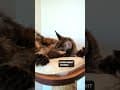 YouTube Shorts Maine Coon Video Thumbnail