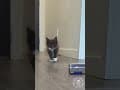 YouTube Shorts Maine Coon Video Thumbnail