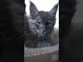 YouTube Shorts Maine Coon Video Thumbnail