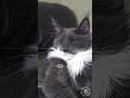 YouTube Shorts Maine Coon Video Thumbnail