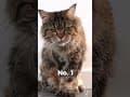 YouTube Shorts Maine Coon Video Thumbnail