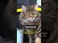 YouTube Shorts Maine Coon Video Thumbnail