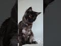 YouTube Shorts Maine Coon Video Thumbnail