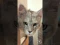 YouTube Shorts Maine Coon Video Thumbnail