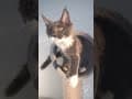 YouTube Shorts Maine Coon Video Thumbnail