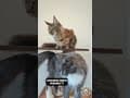 YouTube Shorts Maine Coon Video Thumbnail